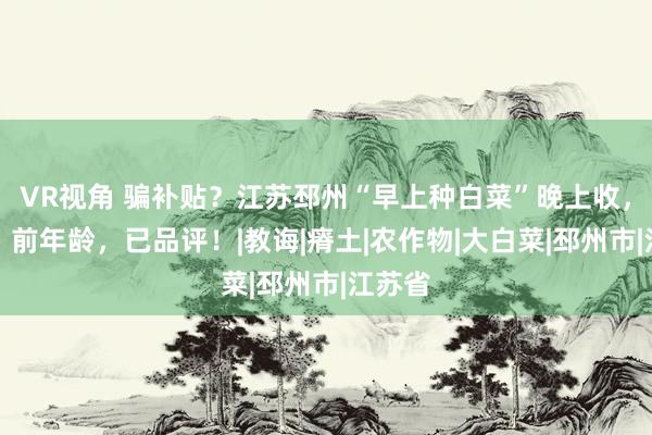 VR视角 骗补贴？江苏邳州“早上种白菜”晚上收，当地：前年龄，已品评！|教诲|瘠土|农作物|大白菜|邳州市|江苏省